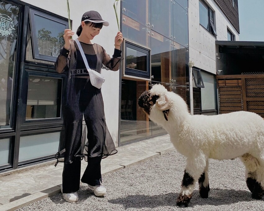 張美阿嬤農場: 近距離接觸笑笑黑面羊、水豚君、羊駝、白袋鼠還有好吃的冰淇淋車輪餅