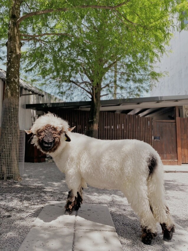 張美阿嬤農場: 近距離接觸笑笑黑面羊、水豚君、羊駝、白袋鼠還有好吃的冰淇淋車輪餅