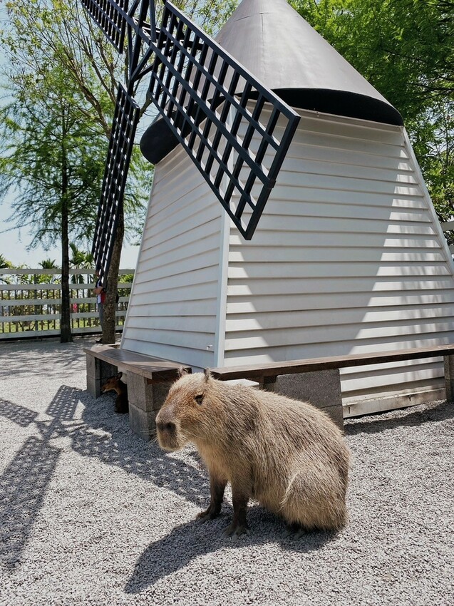 張美阿嬤農場: 近距離接觸笑笑黑面羊、水豚君、羊駝、白袋鼠還有好吃的冰淇淋車輪餅