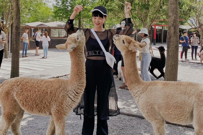 張美阿嬤農場: 近距離接觸笑笑黑面羊、水豚君、羊駝、白袋鼠還有好吃的冰淇淋車輪餅