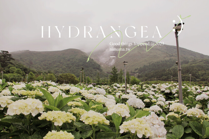 ▲台北繡球花必拍景點推薦：大賞園，目前白色繡球花已開放參觀拍照，彩色繡球花在五月底盛開，預計端午節賞花最佳時間 /婗媽 提供、WalkerLand窩客島整理