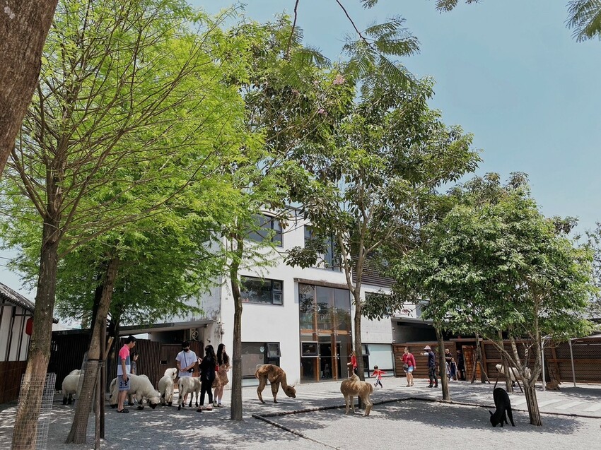 張美阿嬤農場: 近距離接觸笑笑黑面羊、水豚君、羊駝、白袋鼠還有好吃的冰淇淋車輪餅