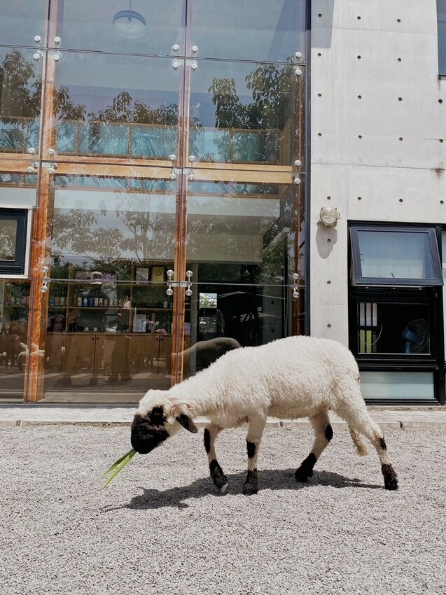 張美阿嬤農場: 近距離接觸笑笑黑面羊、水豚君、羊駝、白袋鼠還有好吃的冰淇淋車輪餅