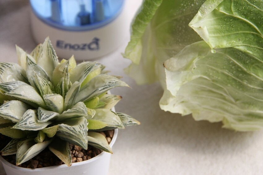 用健康環保的ENOZO鑽石臭氧水機,取代瓶瓶罐罐酒精、清潔劑,還原純淨生活!