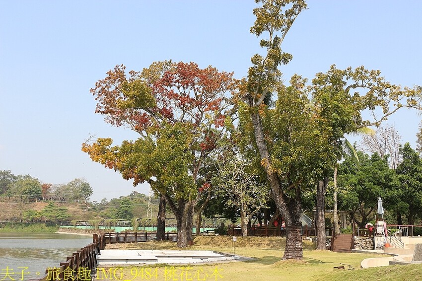 IMG_9484 桃花心木.jpg