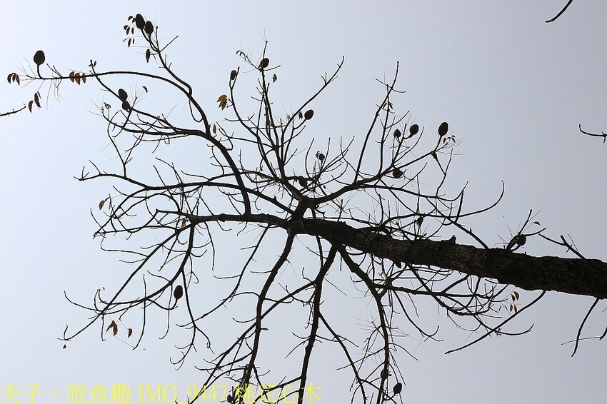 IMG_9447 桃花心木.jpg
