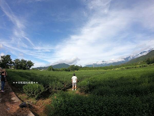 【2020花東周遊記。台東】鹿野龍田社區散策 & 台東2626市集