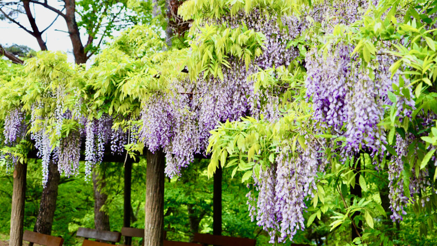 [韓國景點] 松廣寺｜韓國全羅南道順天市景點「三寶寺剎之一」｜交通資訊＆門票資訊
