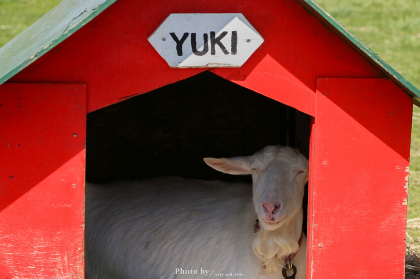 【洞爺湖景點】Lake Hill Farm餐廳,動物牧場、親子草原、遠眺羊蹄山,明信片般美景!