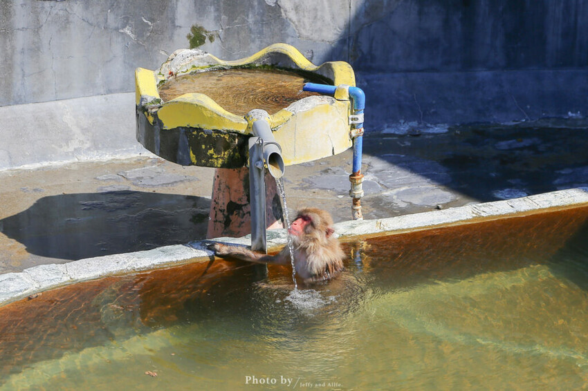 【函館景點】函館熱帶植物園,日本獼猴泡溫泉,吃碗老婆婆煮的道地拉麵!