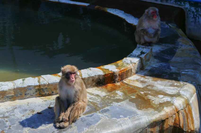 【函館景點】函館熱帶植物園,日本獼猴泡溫泉,吃碗老婆婆煮的道地拉麵!