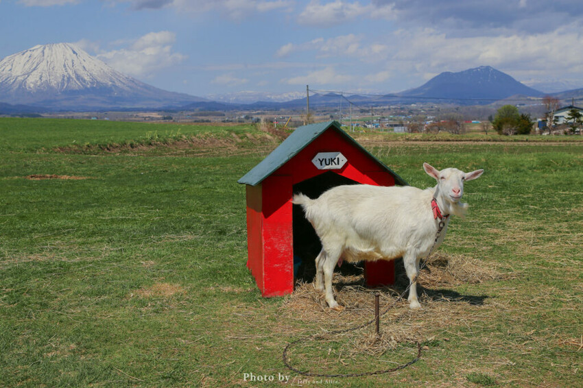 【洞爺湖景點】Lake Hill Farm餐廳,動物牧場、親子草原、遠眺羊蹄山,明信片般美景!