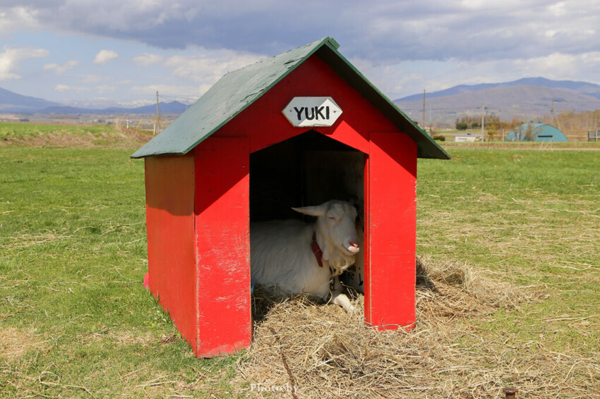 【洞爺湖景點】Lake Hill Farm餐廳,動物牧場、親子草原、遠眺羊蹄山,明信片般美景!