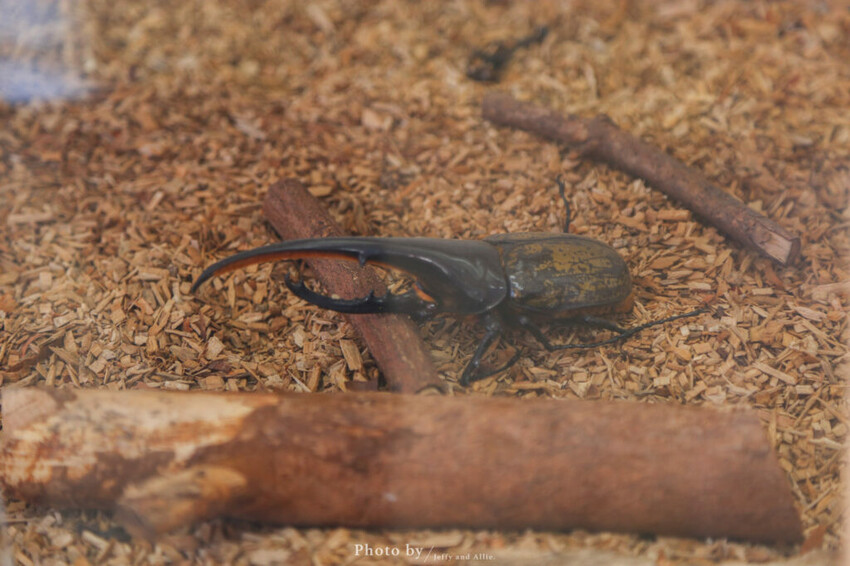 【函館景點】函館熱帶植物園,日本獼猴泡溫泉,吃碗老婆婆煮的道地拉麵!
