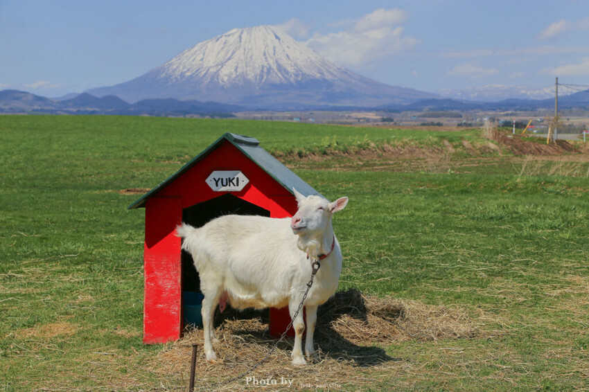 【洞爺湖景點】Lake Hill Farm餐廳,動物牧場、親子草原、遠眺羊蹄山,明信片般美景!