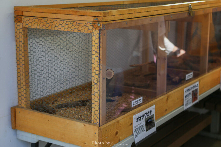 【函館景點】函館熱帶植物園,日本獼猴泡溫泉,吃碗老婆婆煮的道地拉麵!