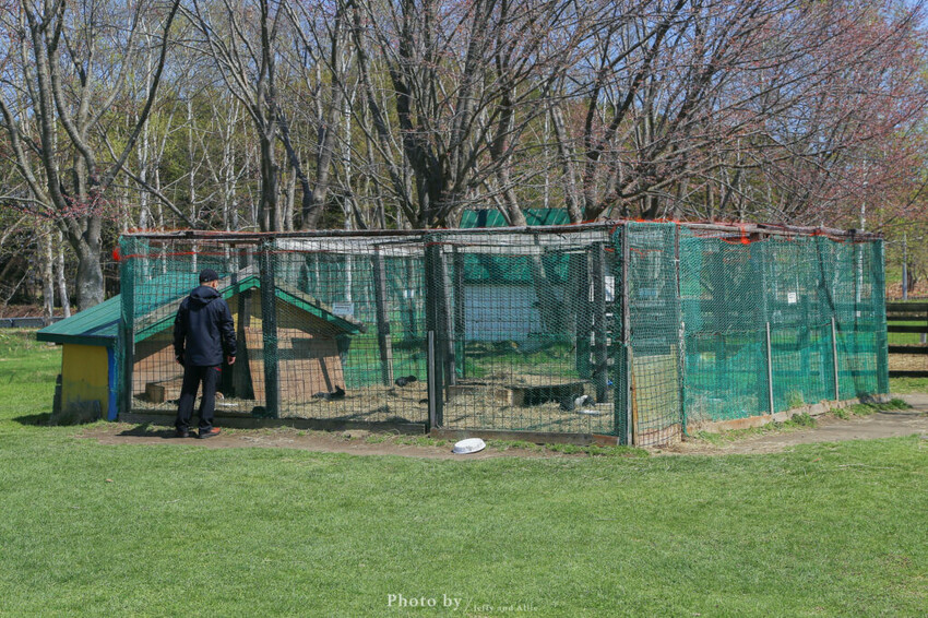 【洞爺湖景點】Lake Hill Farm餐廳,動物牧場、親子草原、遠眺羊蹄山,明信片般美景!