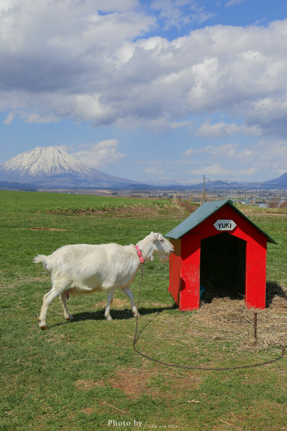 【洞爺湖景點】Lake Hill Farm餐廳,動物牧場、親子草原、遠眺羊蹄山,明信片般美景!