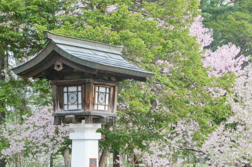 【北海道旭川景點】北海道護國神社，日式庭院池塘，多種原生花草與樹木。
