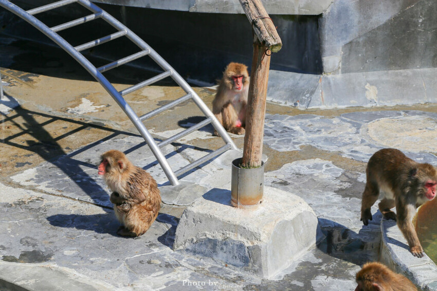 【函館景點】函館熱帶植物園,日本獼猴泡溫泉,吃碗老婆婆煮的道地拉麵!