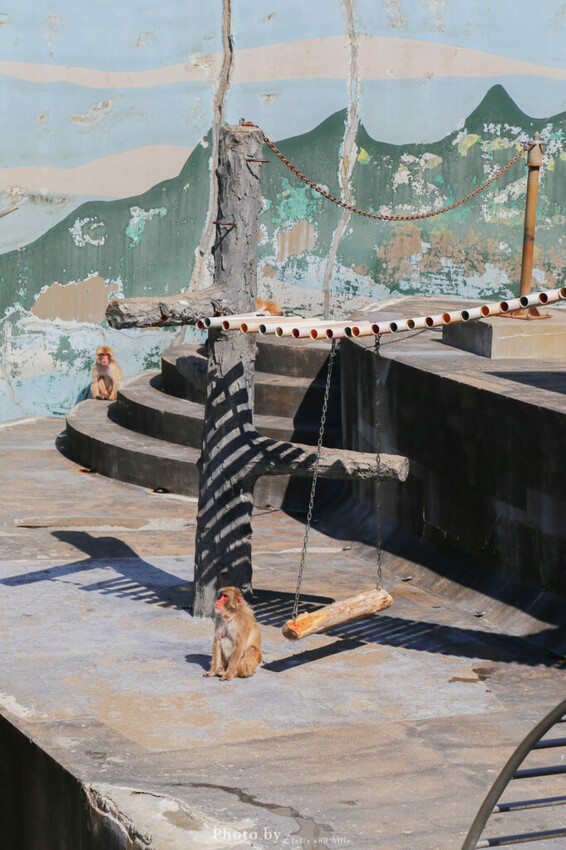 【函館景點】函館熱帶植物園,日本獼猴泡溫泉,吃碗老婆婆煮的道地拉麵!