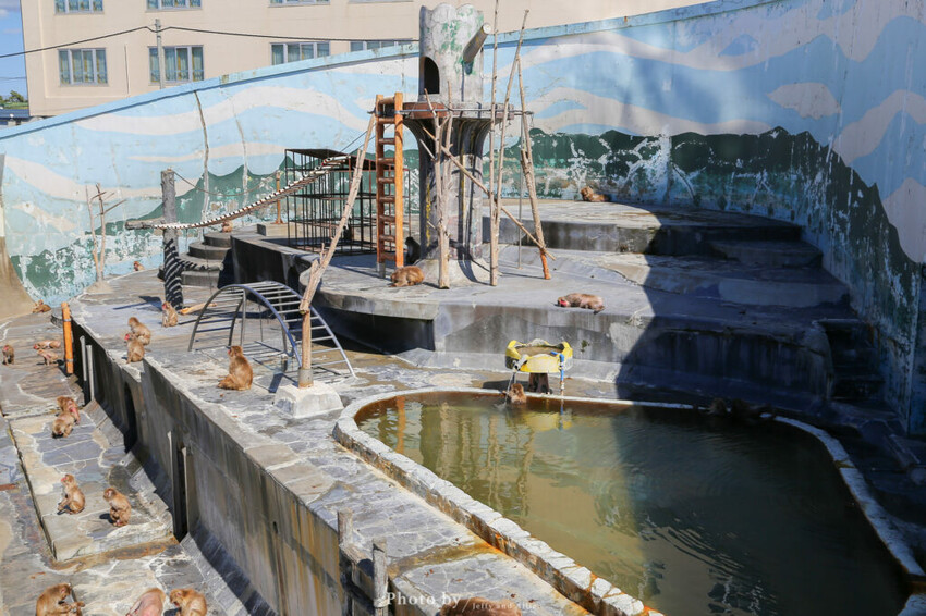 【函館景點】函館熱帶植物園,日本獼猴泡溫泉,吃碗老婆婆煮的道地拉麵!