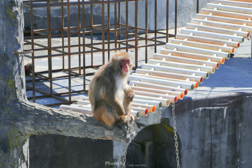 【函館景點】函館熱帶植物園,日本獼猴泡溫泉,吃碗老婆婆煮的道地拉麵!