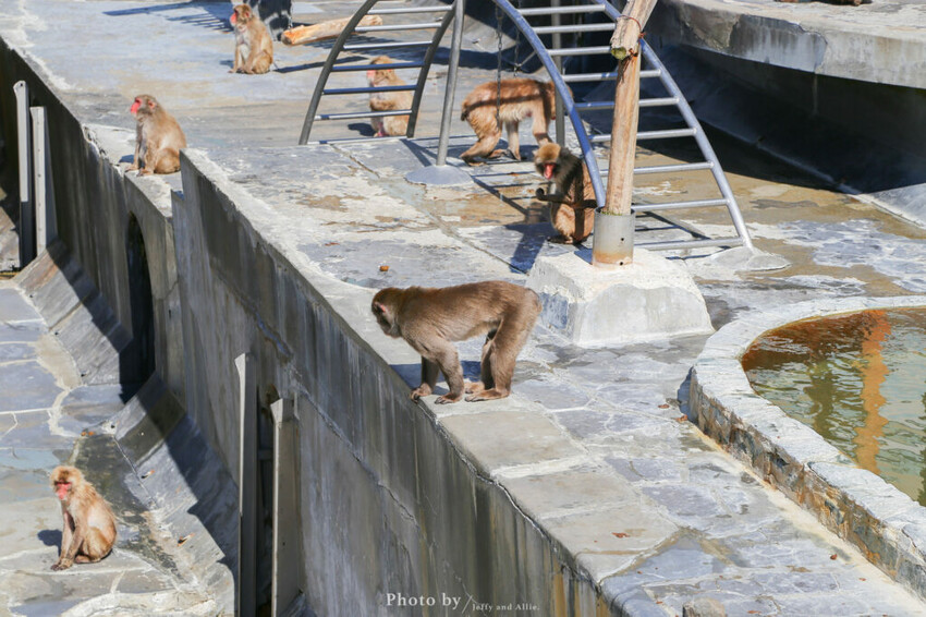 【函館景點】函館熱帶植物園,日本獼猴泡溫泉,吃碗老婆婆煮的道地拉麵!