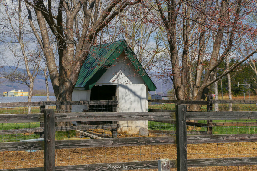 【洞爺湖景點】Lake Hill Farm餐廳,動物牧場、親子草原、遠眺羊蹄山,明信片般美景!