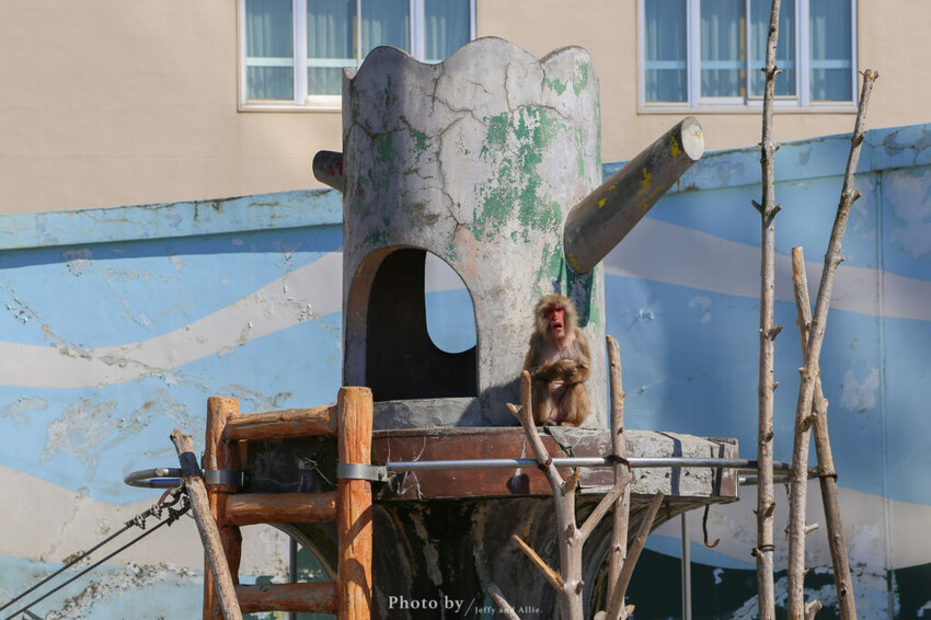 【函館景點】函館熱帶植物園,日本獼猴泡溫泉,吃碗老婆婆煮的道地拉麵!