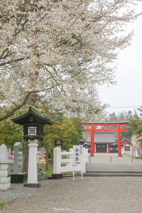 【北海道旭川景點】北海道護國神社，日式庭院池塘，多種原生花草與樹木。