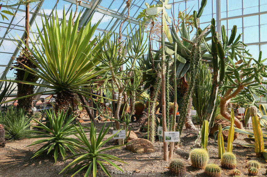 【函館景點】函館熱帶植物園,日本獼猴泡溫泉,吃碗老婆婆煮的道地拉麵!