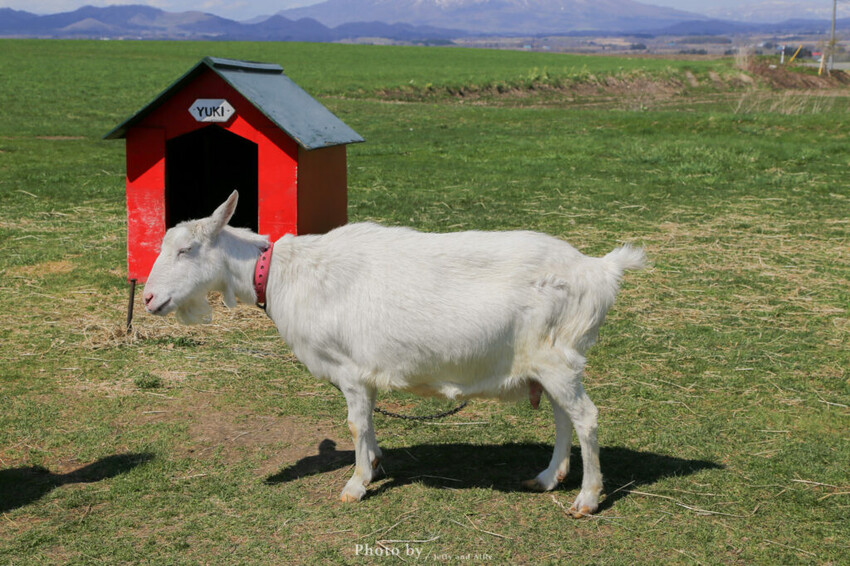 【洞爺湖景點】Lake Hill Farm餐廳,動物牧場、親子草原、遠眺羊蹄山,明信片般美景!