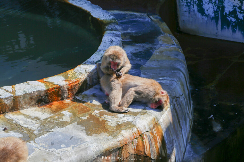 【函館景點】函館熱帶植物園,日本獼猴泡溫泉,吃碗老婆婆煮的道地拉麵!