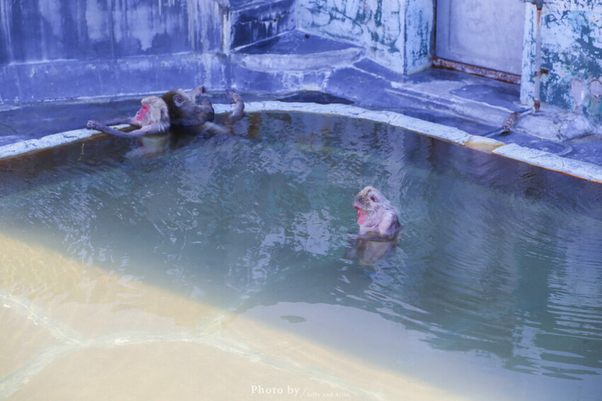 【函館景點】函館熱帶植物園,日本獼猴泡溫泉,吃碗老婆婆煮的道地拉麵!