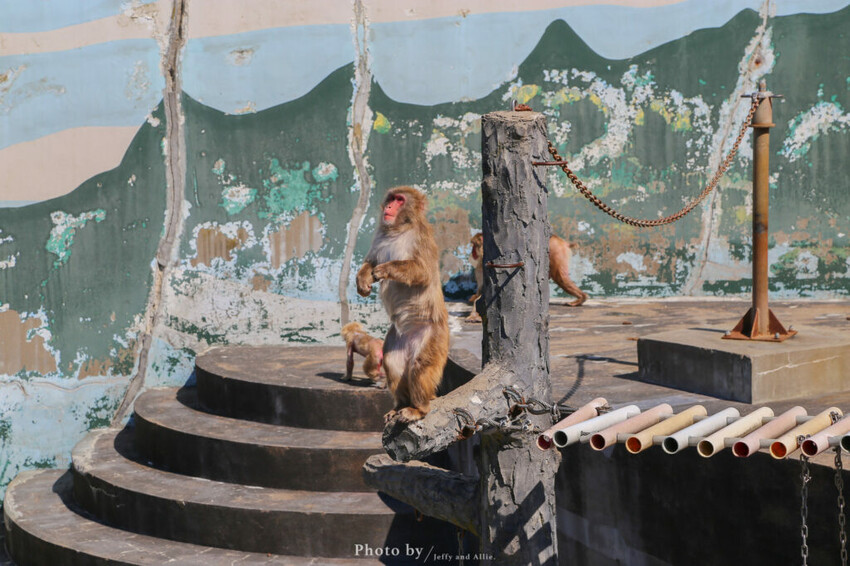 【函館景點】函館熱帶植物園,日本獼猴泡溫泉,吃碗老婆婆煮的道地拉麵!