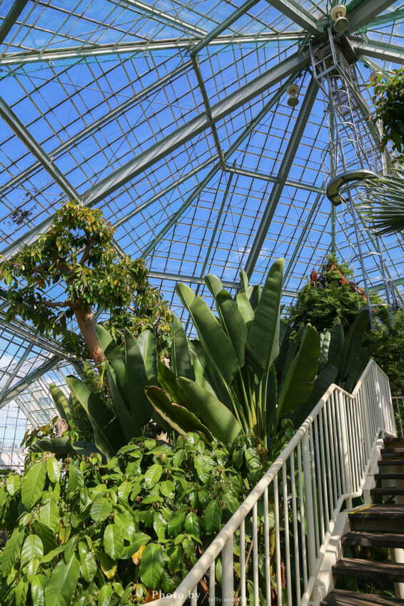 【函館景點】函館熱帶植物園,日本獼猴泡溫泉,吃碗老婆婆煮的道地拉麵!