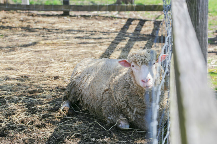 【洞爺湖景點】Lake Hill Farm餐廳,動物牧場、親子草原、遠眺羊蹄山,明信片般美景!