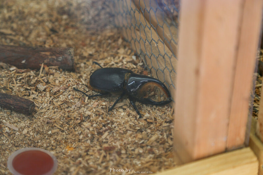 【函館景點】函館熱帶植物園,日本獼猴泡溫泉,吃碗老婆婆煮的道地拉麵!