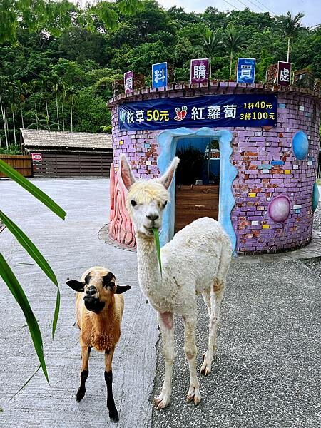 宜蘭 長埤湖精靈村-塩太郎的家 帶你化身為精靈置身秘境精靈村~與自然靈系動物們親密互動