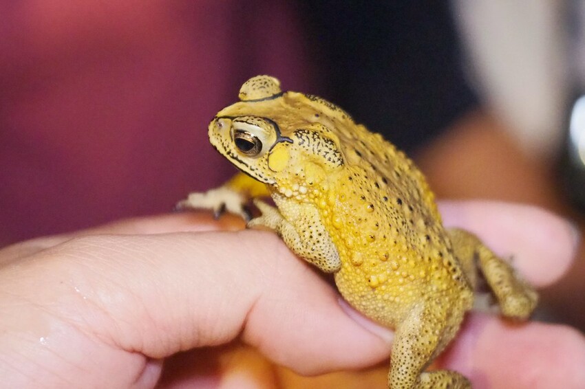 【南投埔里行程】2023南投埔里親子兩日遊行程推薦.水泥角生態民宿,部落體驗.Feeling18 LAB-烘焙研究所