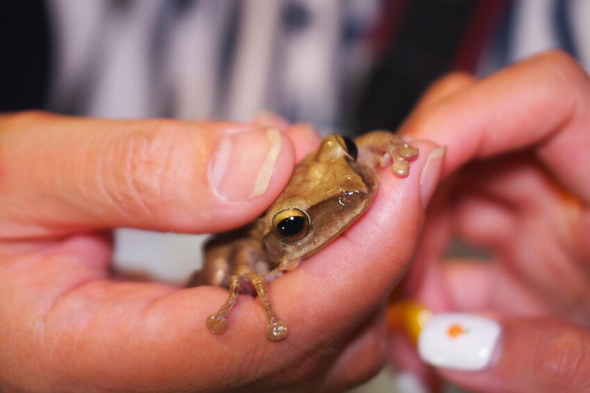 【南投埔里行程】2023南投埔里親子兩日遊行程推薦.水泥角生態民宿,部落體驗.Feeling18 LAB-烘焙研究所
