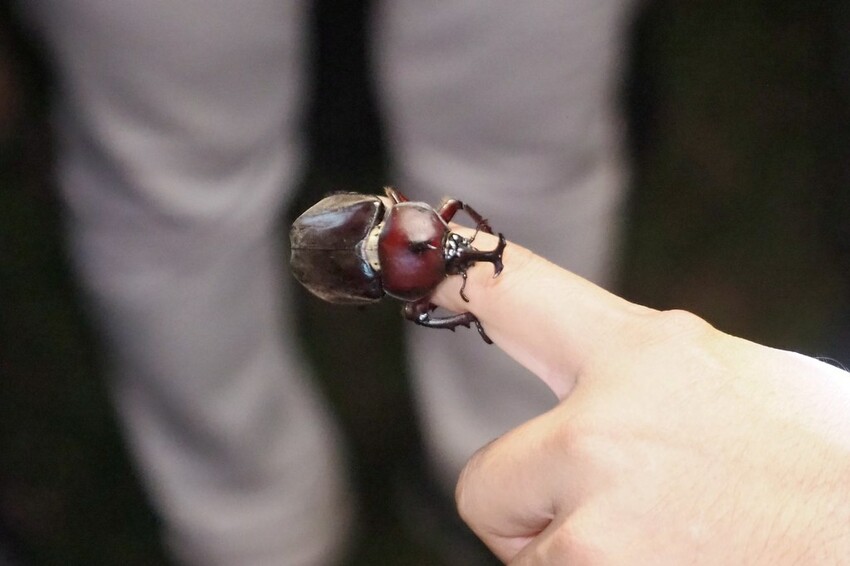 【南投埔里行程】2023南投埔里親子兩日遊行程推薦.水泥角生態民宿,部落體驗.Feeling18 LAB-烘焙研究所