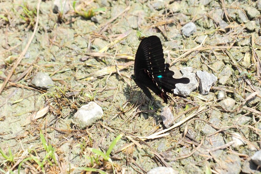 【南投埔里行程】2023南投埔里親子兩日遊行程推薦.水泥角生態民宿,部落體驗.Feeling18 LAB-烘焙研究所