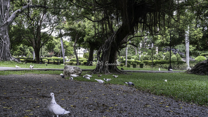 台中景點 ｜臺中公園 湖心亭划船是經典！台中年代最古老公園