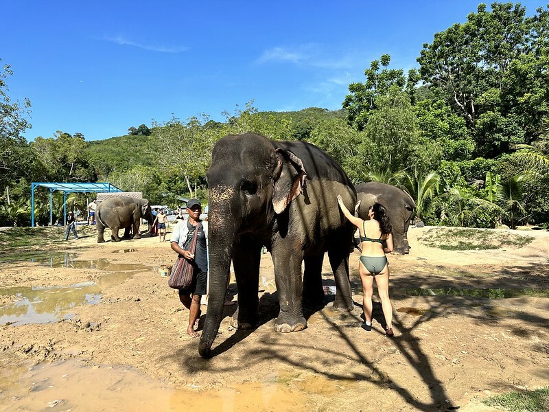 【亞洲，泰國，普吉島】在普吉島大象叢林保護區Green Elephant Sanctuary Park Phuket 餵食大象，跟大象洗