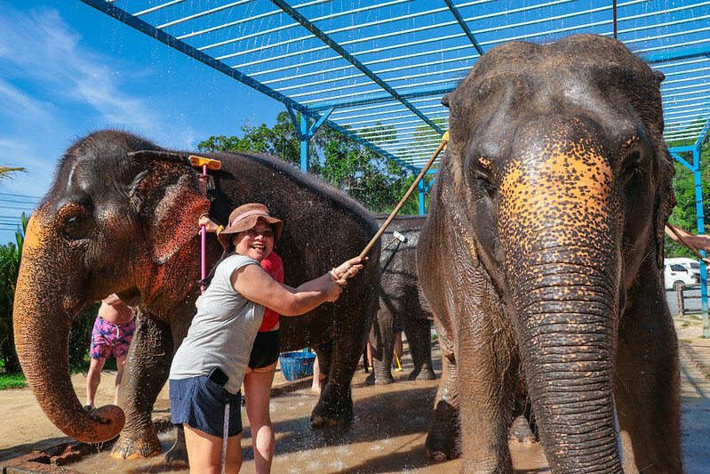 【亞洲，泰國，普吉島】在普吉島大象叢林保護區Green Elephant Sanctuary Park Phuket 餵食大象，跟大象洗