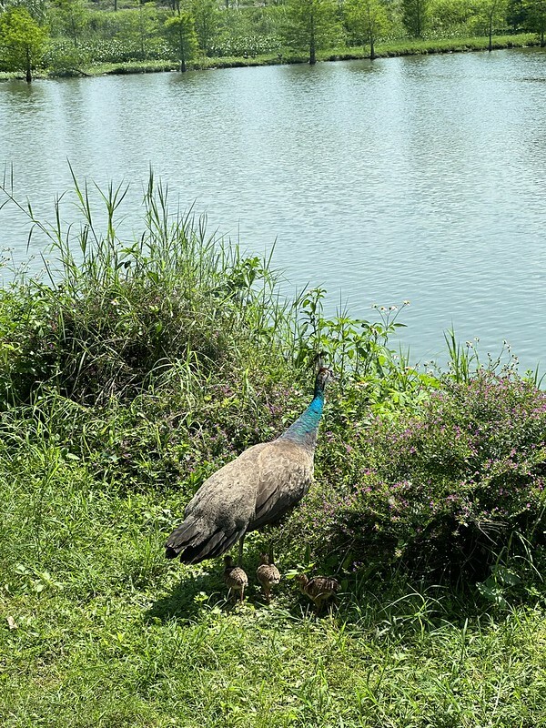 【台灣，花蓮】台灣好行縱谷花蓮線郵輪式公車玩花蓮；搭公車遊：慶修院、鯉魚潭、花蓮觀光糖廠、雲山水、松