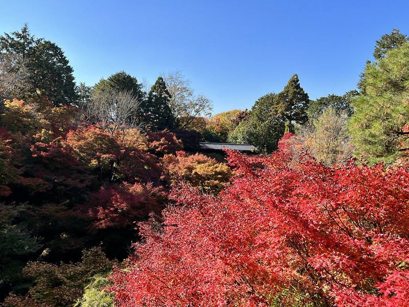 【亞洲,日本,京都】東福寺,關西最有名的賞楓名所,京都第一賞楓景點。(京都旅遊,京都景點)