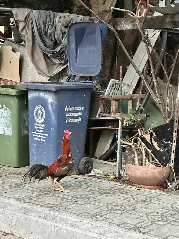 【亞洲，泰國，曼谷】 TeawKorTeawRimnam（ร้านเตี๋ยว ก็ เตี๋ยว ริมน้ำ），地方法院旁巷弄間的面河的美味